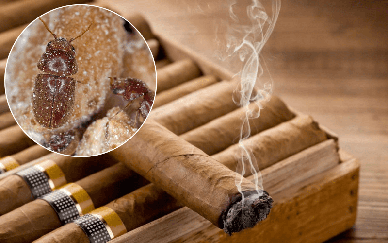 Lý do tủ đựng cigar thường làm từ gỗ tuyết tùng Tây Ban Nha 5 độ ẩm cigar