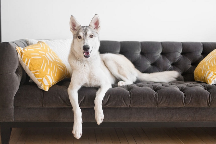 Da ghế sofa loại nào tốt cho gia đình có thú cưng và bé nhỏ