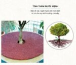 Vòng đệm cao su phủ gốc cây ngăn cỏ dại GV194